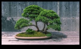 Minyatür Bonsai’de Huzur Japon Bahçelerinde Mutluluk